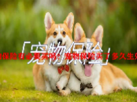 宠物保险有必要买吗？宠物保险买了多久生效？