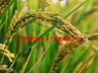 小麦概念股龙头一览表最新2023