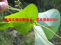 千金藤素概念股龙头一览表最新2023
