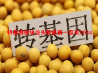 转基因板块龙头股最新一览表2024