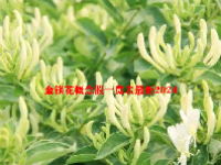 金银花概念股一览表最新2024