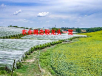 农业概念股龙头一览