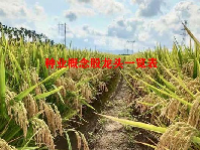 种业概念股龙头一览表