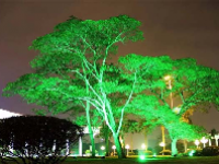 植物照明概念股龙头一览表最新2024