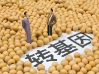 转基因概念股龙头一览表2024